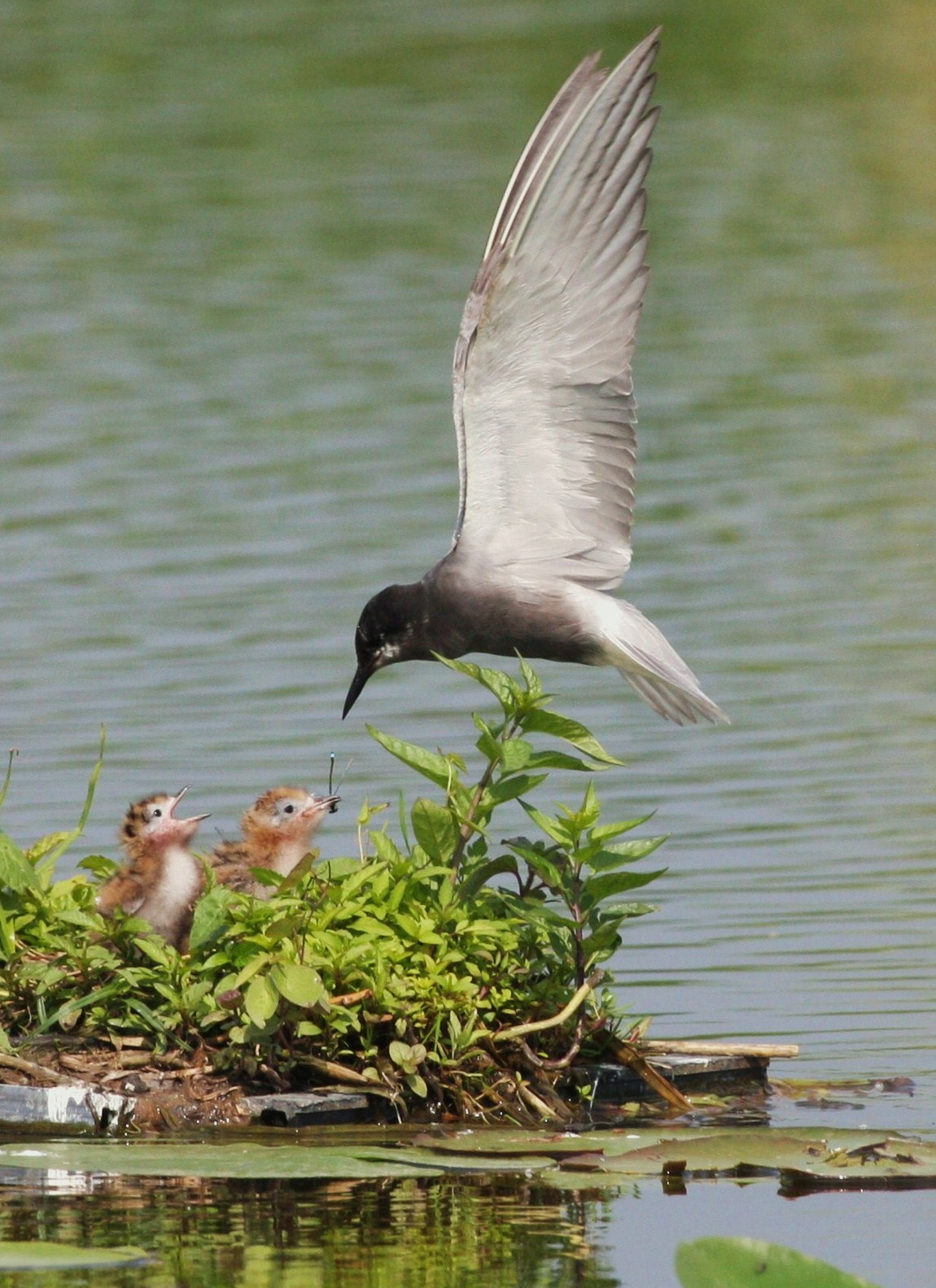 IVN Natuurexcursie Jezuïtenwaay