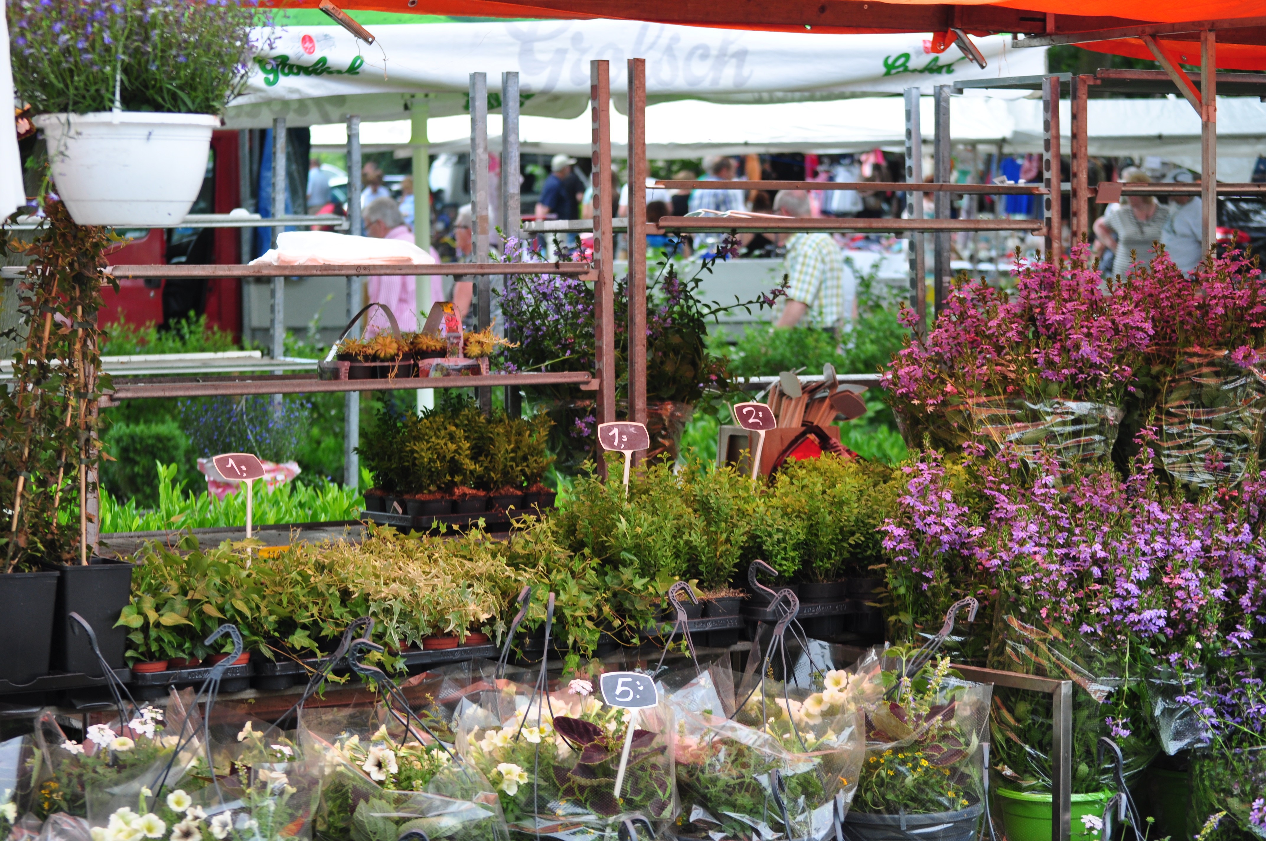 Jumbo Zomerfair bij SDZZ
